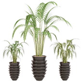 Indoor Plant 05