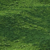 grass24