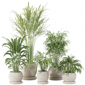 INDOOR PLANT 03
