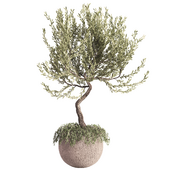 INDOOR PLANT 06