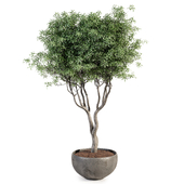 Ornamental tree