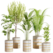 Indoor Plant 08