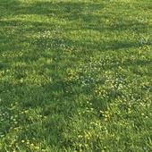 Grass025