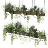 Hanging garden, indoor plants in a hanging rectangular lamp pot