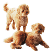 Small domestic dog