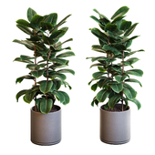 Ficus M01
