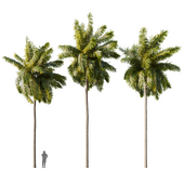 Elaeis Palms