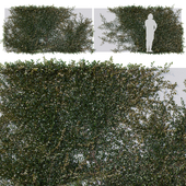Hedge 01