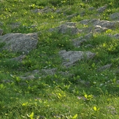 grass26