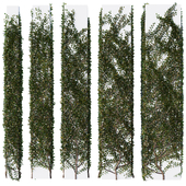 Hedge 02