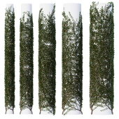 Hedge 03