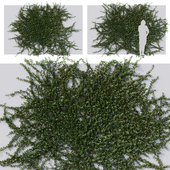 Hedge 04