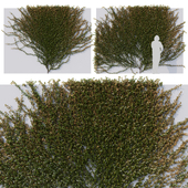 Hedge 05