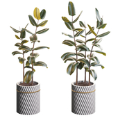 Set of ficus in a pot