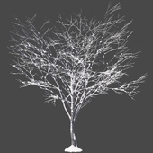 Acer winter
