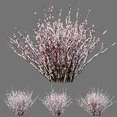 Red Osier Dogwood Snow