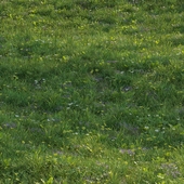 grass27