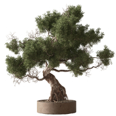 Indoor Plant 853 - Bonsai Juniper