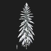 Winter Spruce