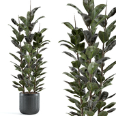 indoor plant