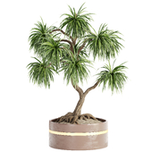 Indoor Plant Set 097