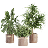 Indoor Plant Set 098