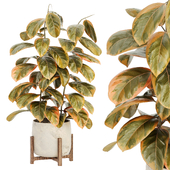 Indoor Plant Set 099