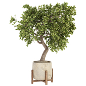 Indoor Plant Set 100
