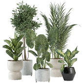 indoor plant 01