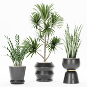 indoorplantset06