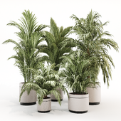 IndoorPalmPlant02