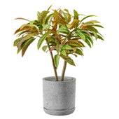 Croton (Codium)