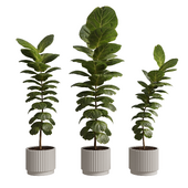 ficus lyrata 01