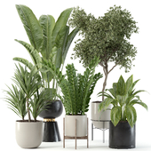 indoor plant 02