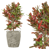 Croton (Codyum) 110