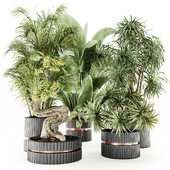 IndoorPlantSet023