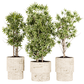 Indoor Plant Set 22