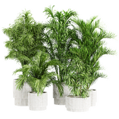 IndoorPalmPlant03