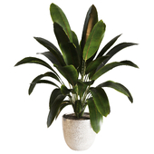 indoor plant 08