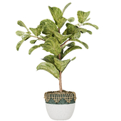 Indoorplant27