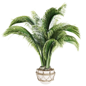 IndoorPlantSet026