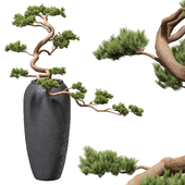 Bonsai Pine