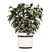 Indoor Plant 28