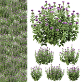 Purple blossom bush