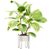 Indoorplant31