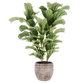 IndoorPlant29