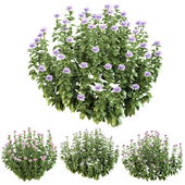 Ornamental bush bloom
