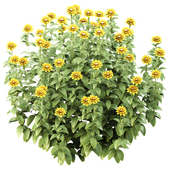 Wild flower bush