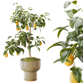 Bonsai lemon