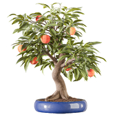 Bonsai peach